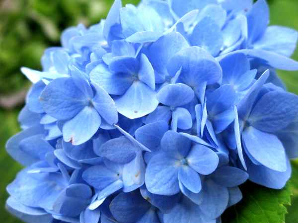 Blaue Hortensie