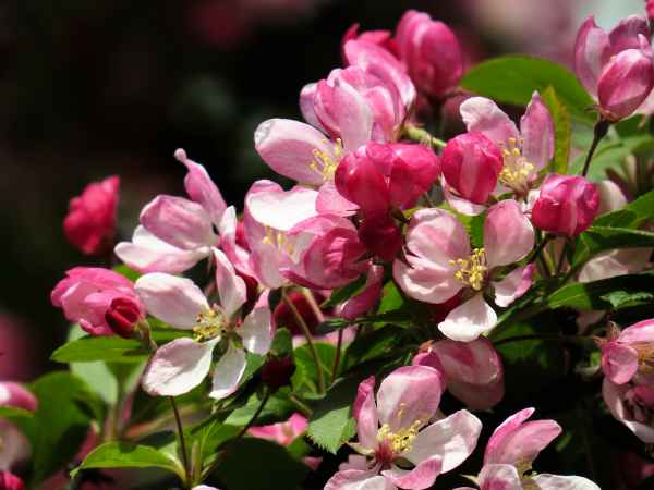 Blüten vom Wildapfel