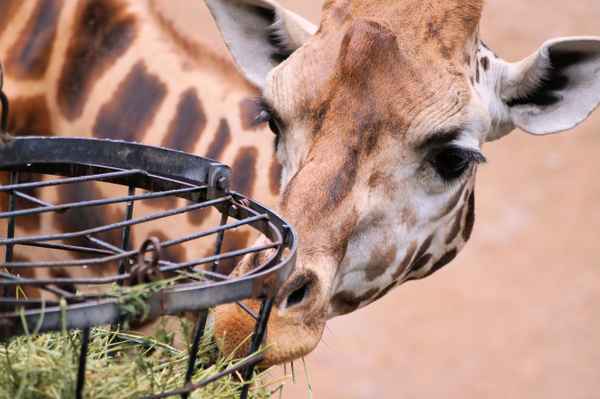 Giraffe