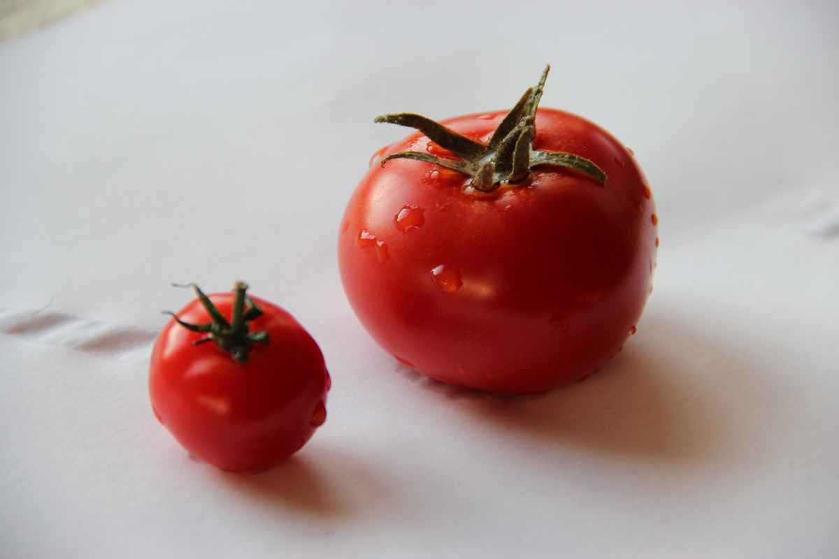 Tomaten