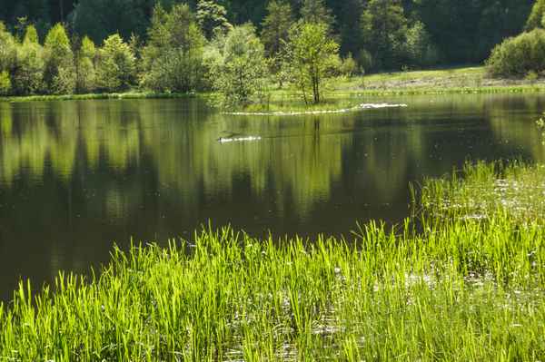 Sankenbachsee bei Baiersbronn 2