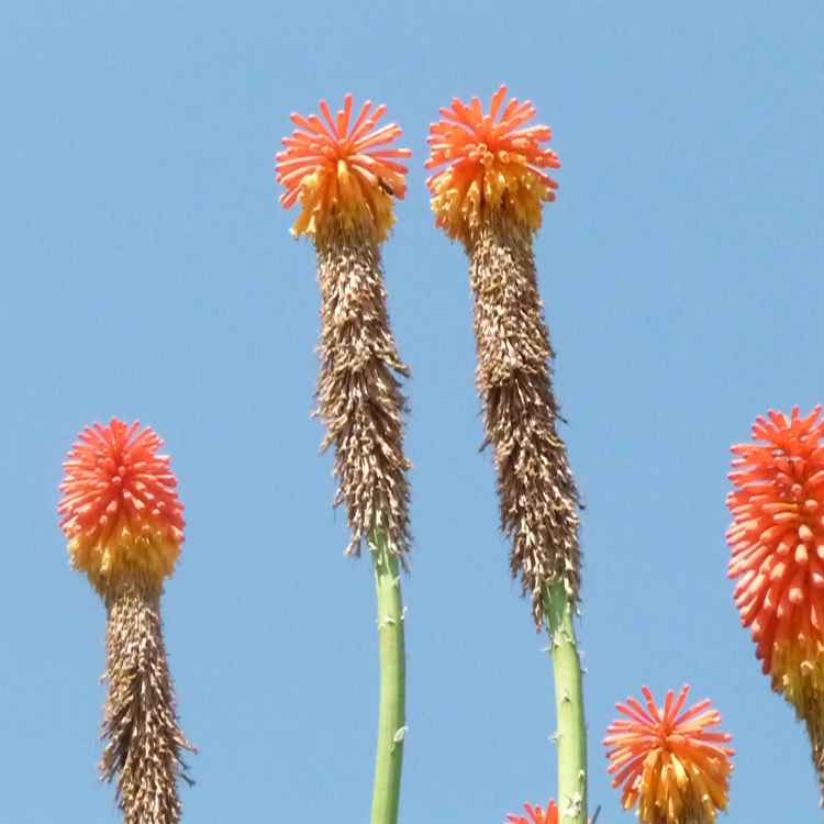 Blumen in Volpaia III