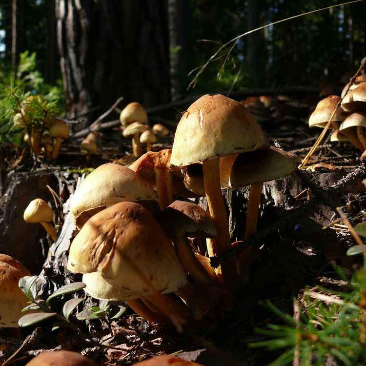 Die Herren des Waldes