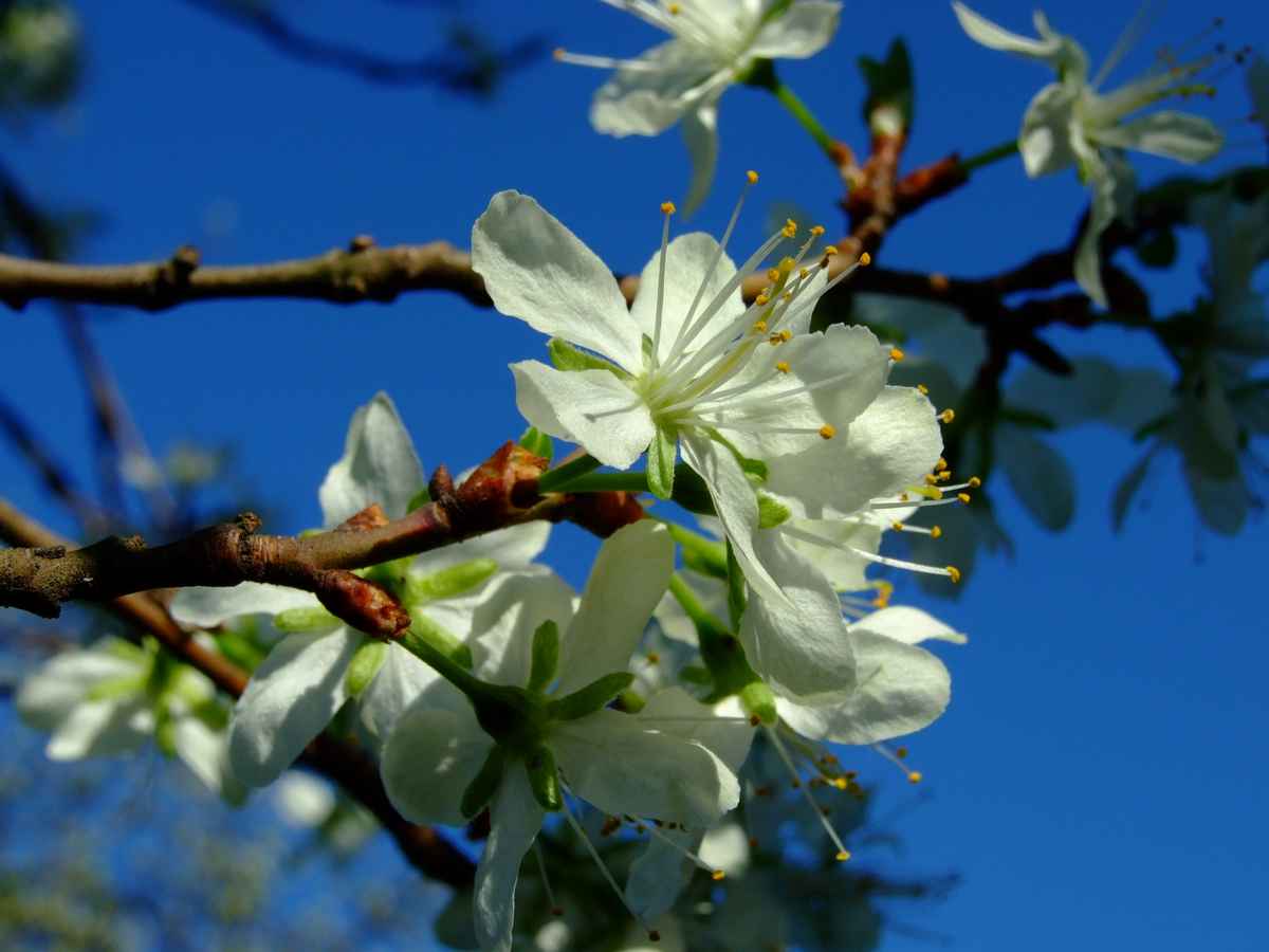 Apfelblüten