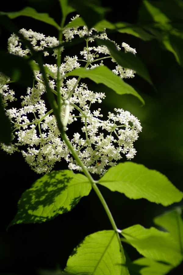 Hollunderblüten