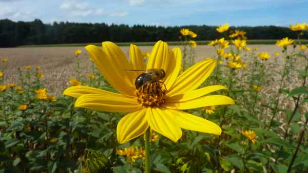 Topinambur-Pflanze am Feldrand