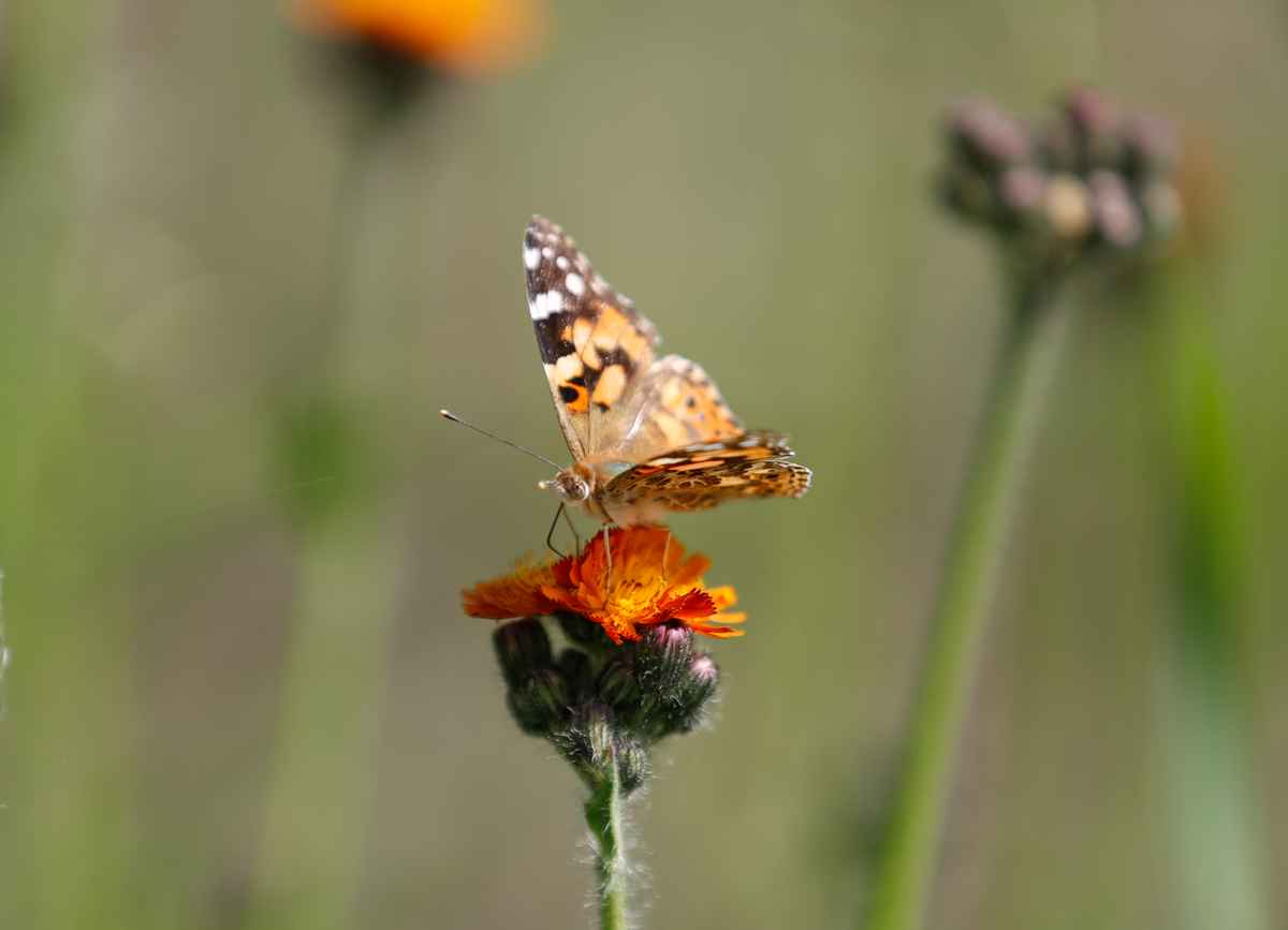 Habichtskraut mit Schmetterling
