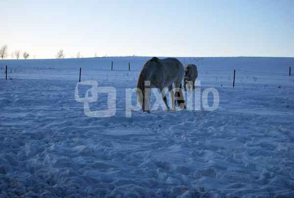 Pferde im Schnee
