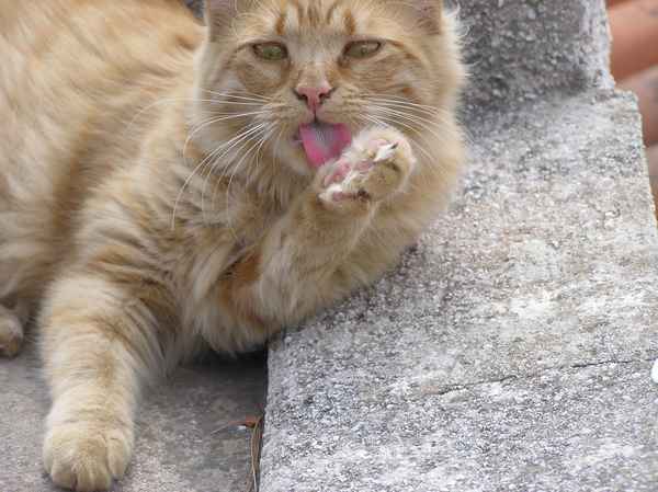 Katze Lena waschen
