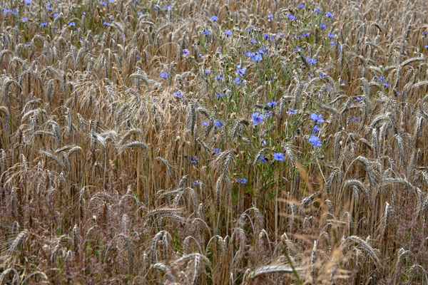 Ein Bett im Kornfeld....