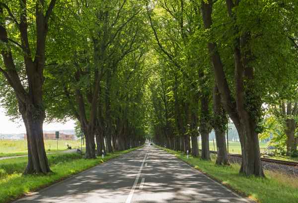 Bad Doberan - Dammchaussee
