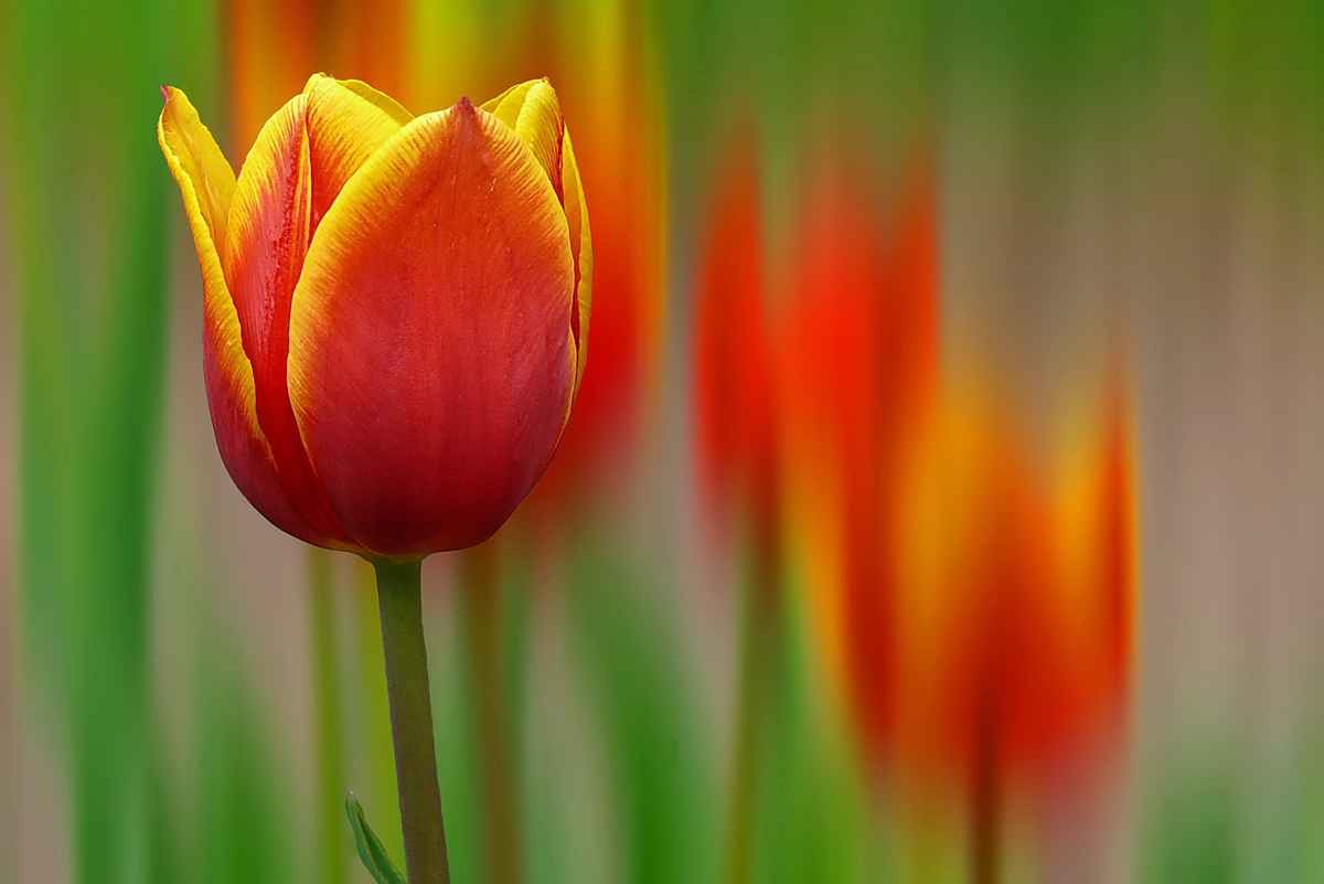 in den Vordergrund gedrängt...