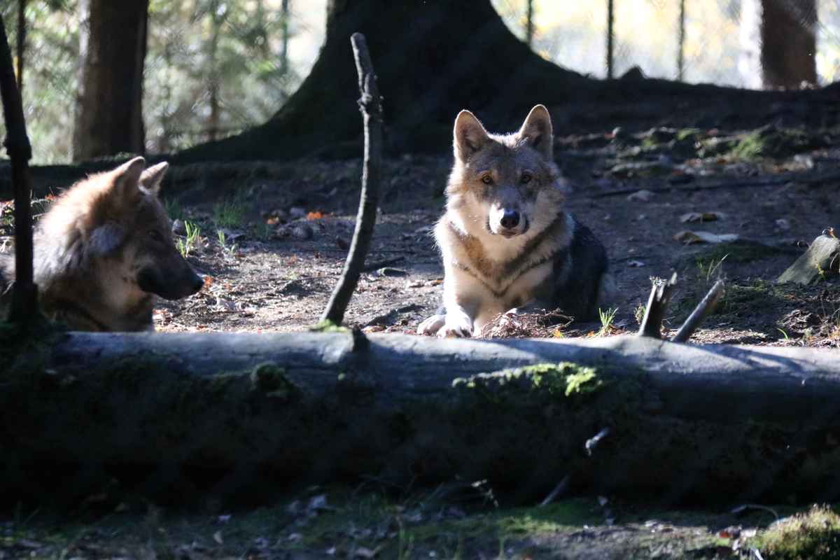 Der Einsame Wolf