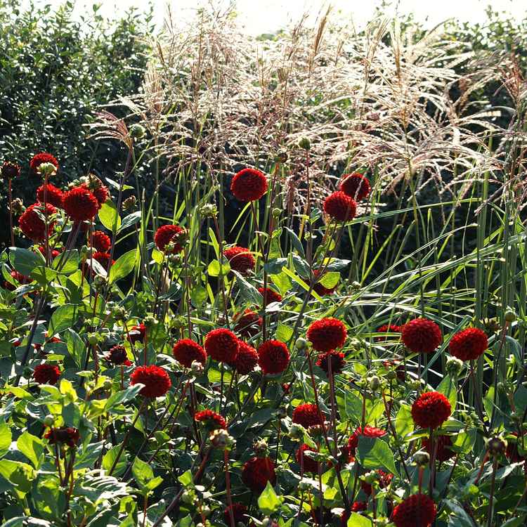 Dahlien und Gräser im Spätsommer