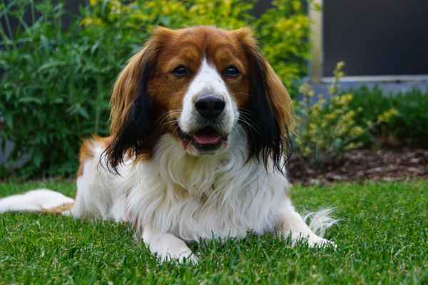 Nederlandse Kooikerhondje