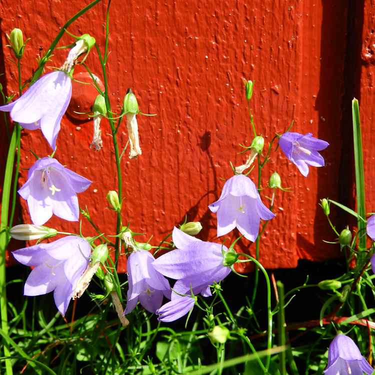 Zartlila Blüten vor rotem Holzhaus