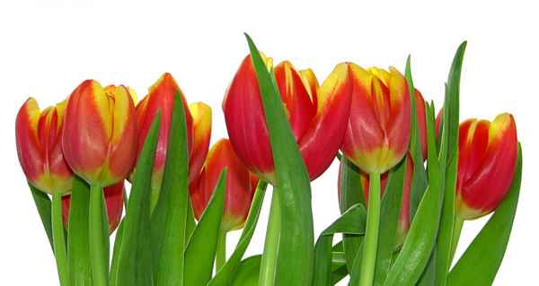 Tulpen
