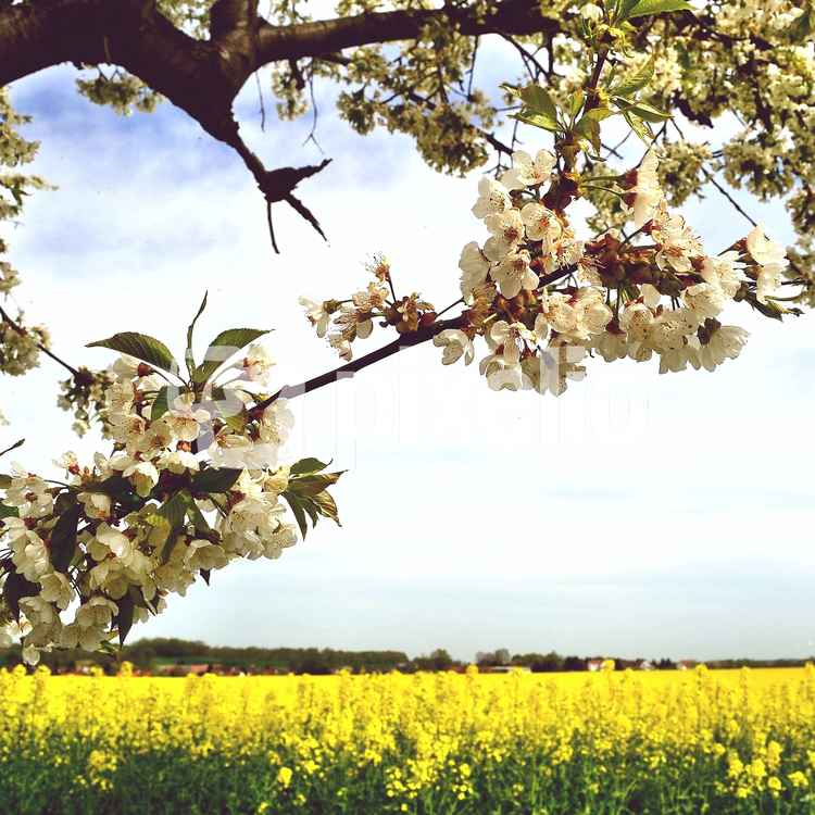 Baumblüte