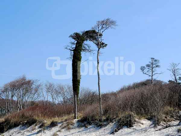 Windflüchter mit Efeu Weststrand