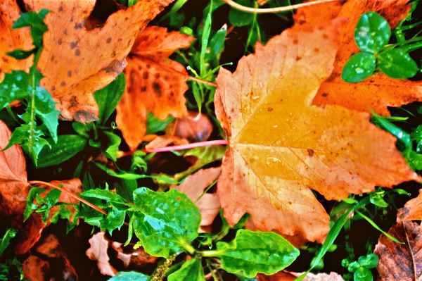 Herbstlaub