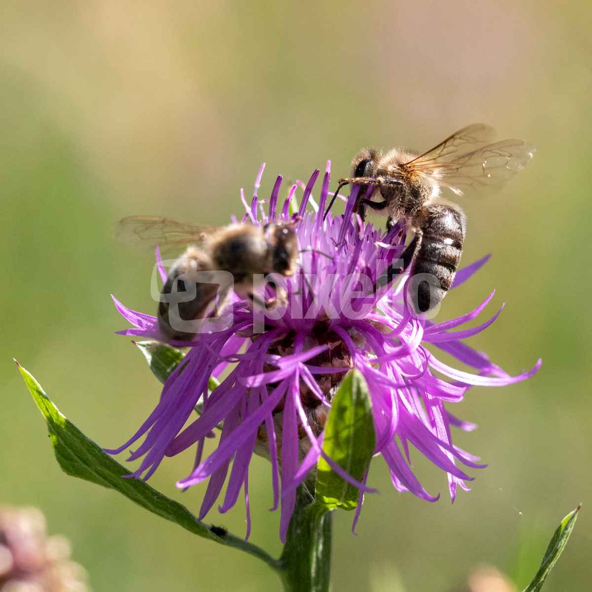Honigbienen bei der Arbeit