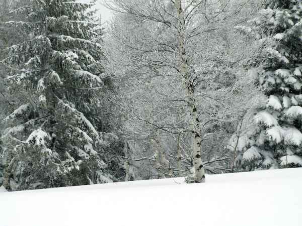 Birke im Schneetreiben