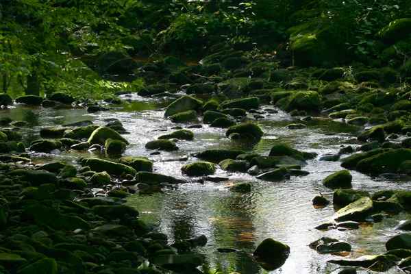 Wasseramselheimat