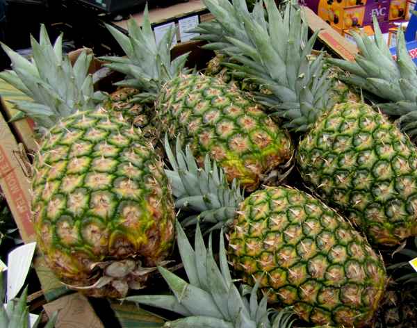 Frisch vom Markt