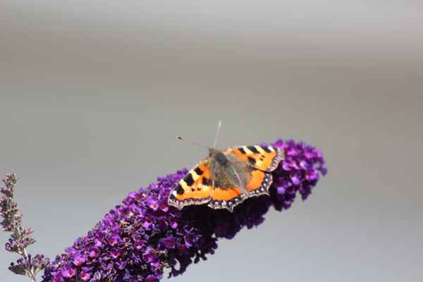 Schmetterling auf Sommerflieder