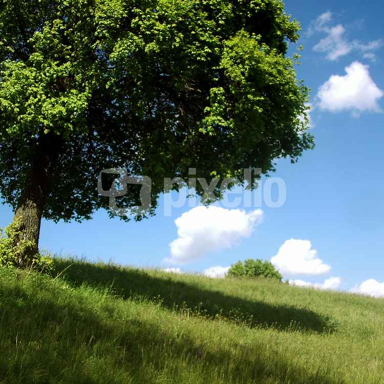 Kugelbaum