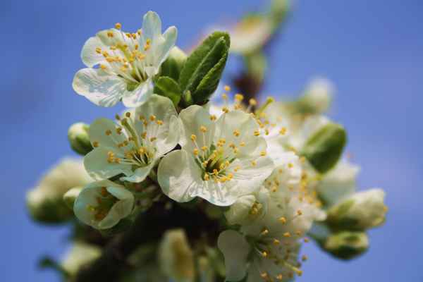 Obstblüte - Ein Traum in weiß