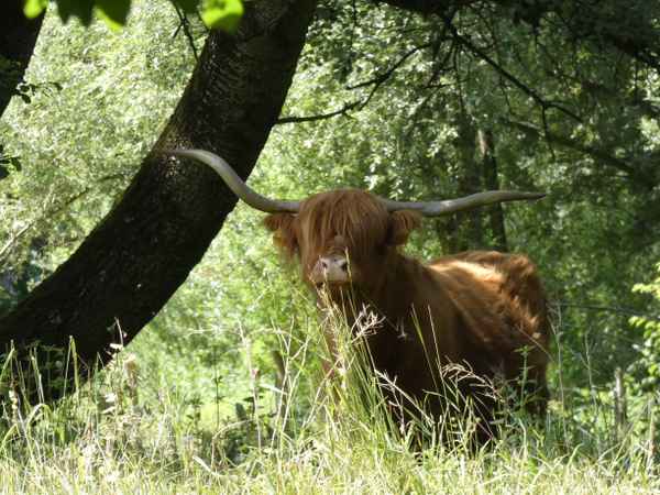 Langhhaar Rind beim weiden