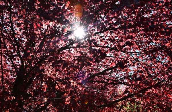 Rotbuche im Gegenlicht