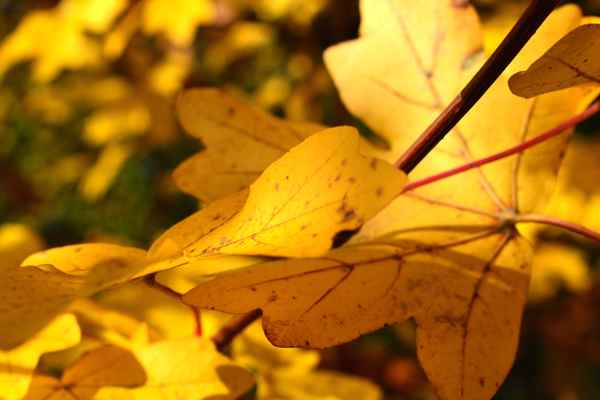 Herbstzauber