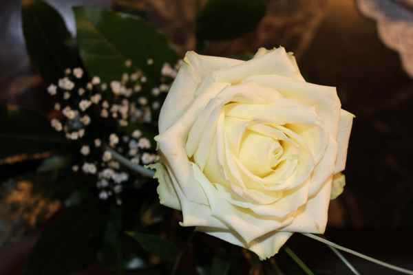weiße Rose