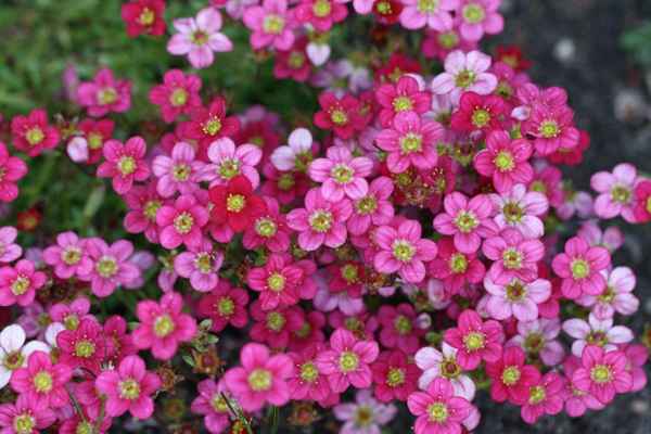 Lauter kleine rosa Blüten
