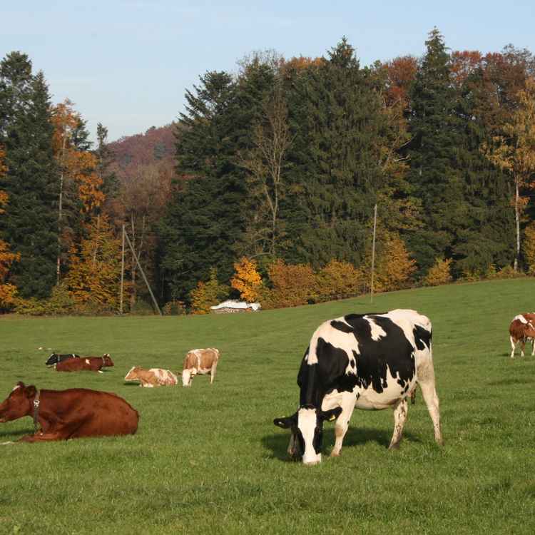 Herbstwanderung an der Sitter
