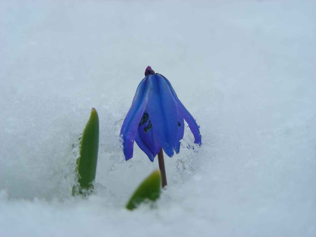 Scilla im Schnee