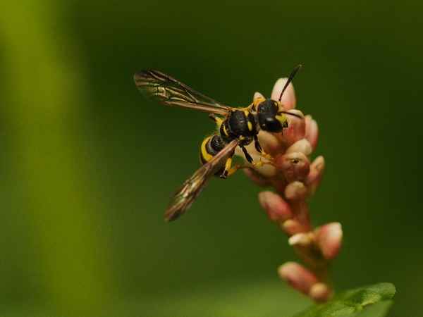 auch die kleinste blüte zählt