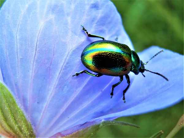 Grüner Sauerampferkäfer auf Storchschnabel