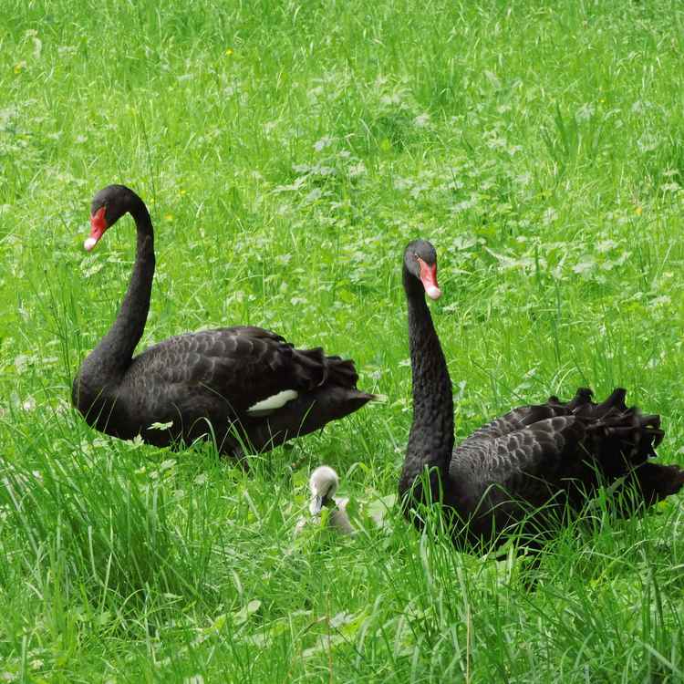Schwarze Schwäne mit Jungtieren