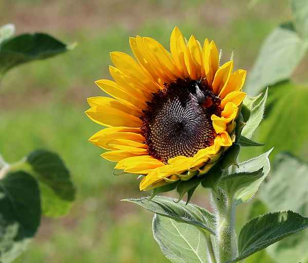 Süßer Mittagstisch