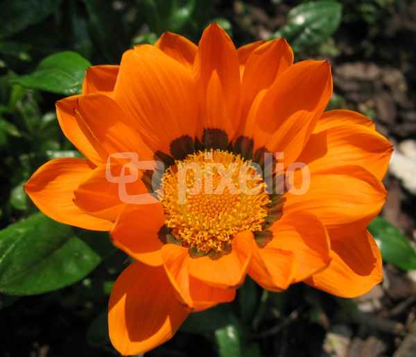orange Gazanie