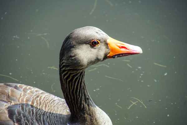Blickkontakt...Portrait mit Graugans