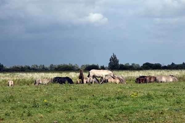 Wildpferde im Nauturschutzgebiet