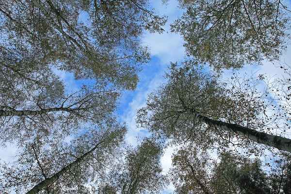 Baumkronen