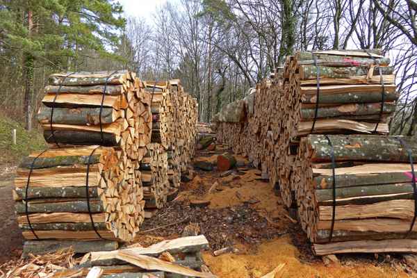Brennholz aus dem Buchenwald