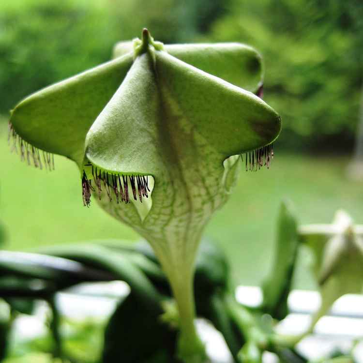 Leuchterblume