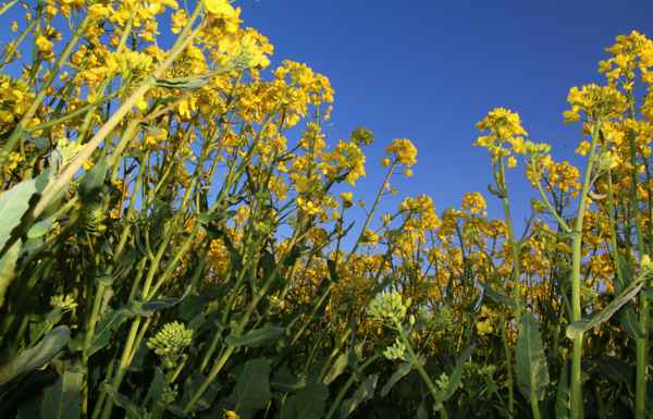 In die Rapsfeldschneise gelegt...