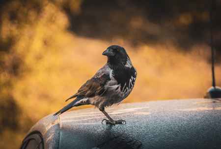 One-Legged Crow